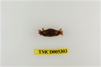 藏品(弧邊管招潮蟹)的圖片